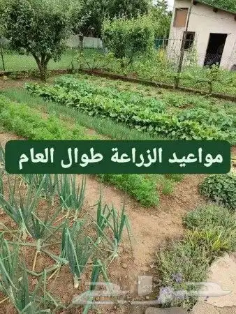 مشاتل ومزارع 0