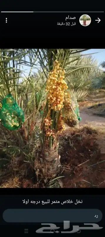 متوفر لدينا فروخ بجميع الانواع 1