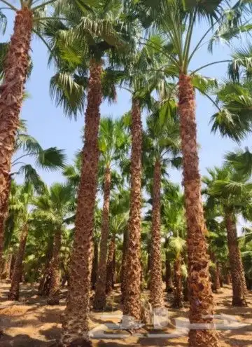 نخل عربي وشنطني زينه امريكي الرقم 9