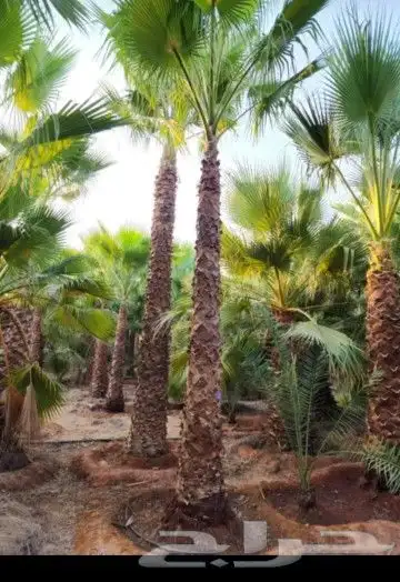 نخل عربي وشنطني زينه امريكي الرقم 7