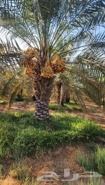 نخل عربي وشنطني زينه امريكي الرقم 3