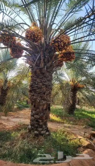 نخل عربي وشنطني زينه امريكي الرقم 2