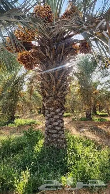 نخل عربي وشنطني زينه امريكي الرقم 4