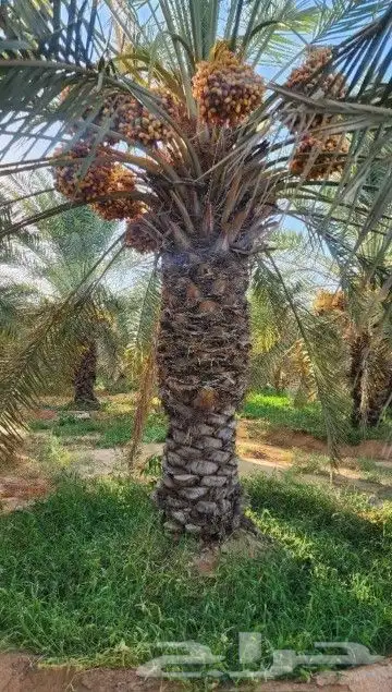 نخل عربي وشنطني زينه امريكي الرقم 1