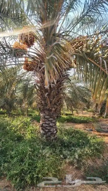 نخل عربي وشنطني زينه امريكي الرقم 6