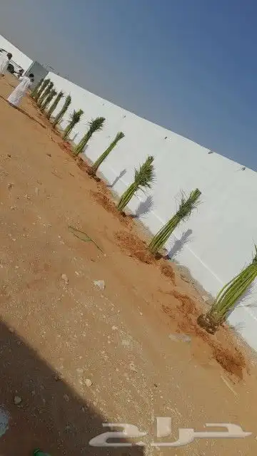 يوجد لدينا جميع انواع نخيل جميع مقاسات المختلفه 2