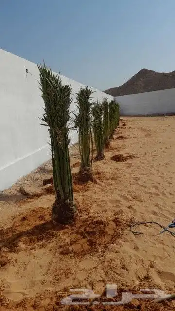 يوجد لدينا جميع انواع نخيل جميع مقاسات المختلفه 1