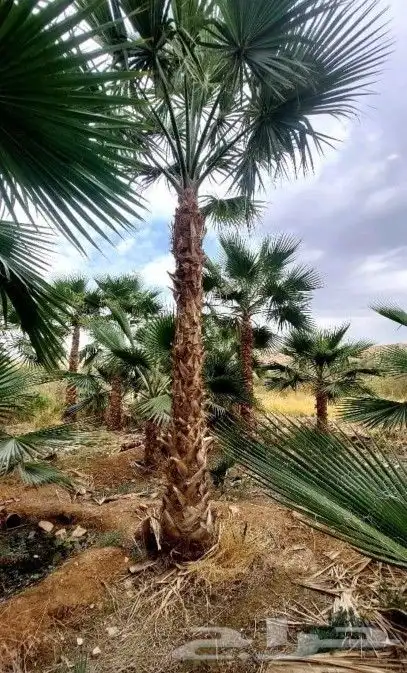 توريد وزراعة نخيل الواشنطني واشجار الزيتون والحمضيات 1