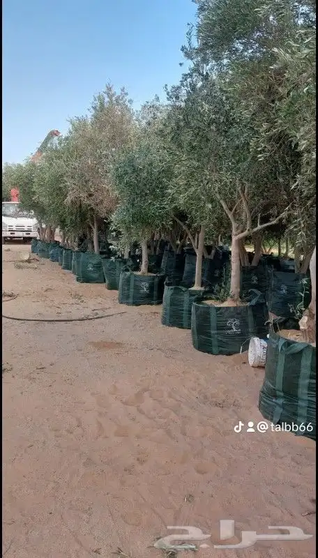 نخل للبيع شجر زيتون 4