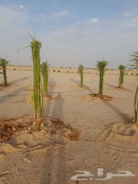 يوجد لدينا جميع انواع نخيل جميع مقاسات المختلفه 3