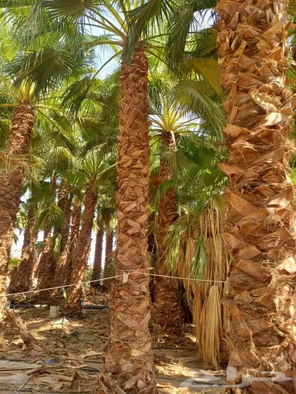 نخيل واشنطني زينه 7