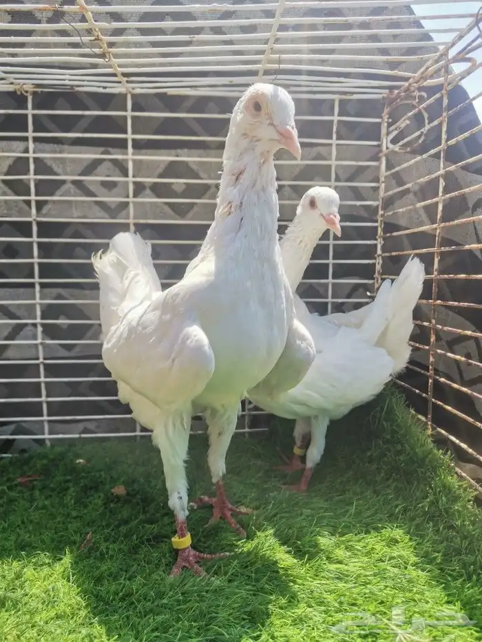 جوز حمام مالتيز 4