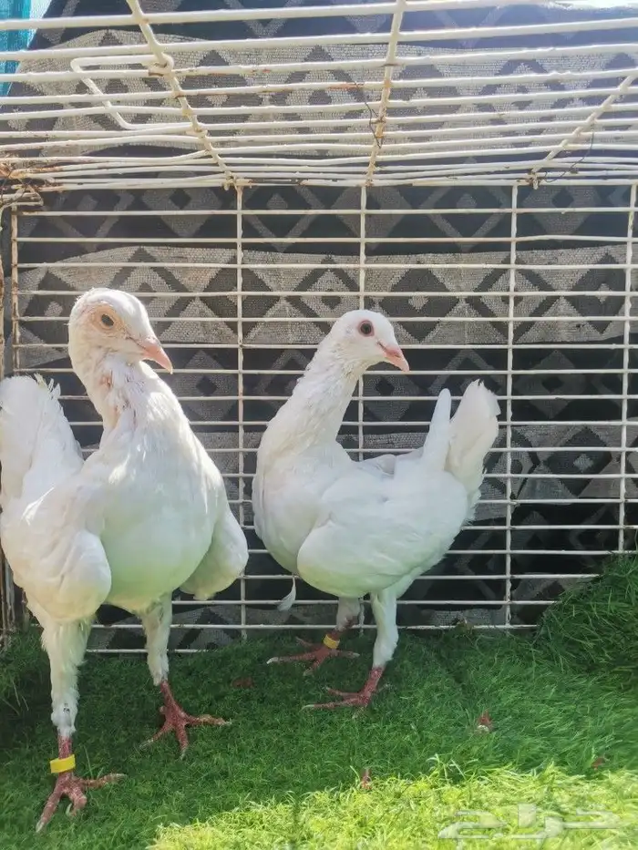 جوز حمام مالتيز 0