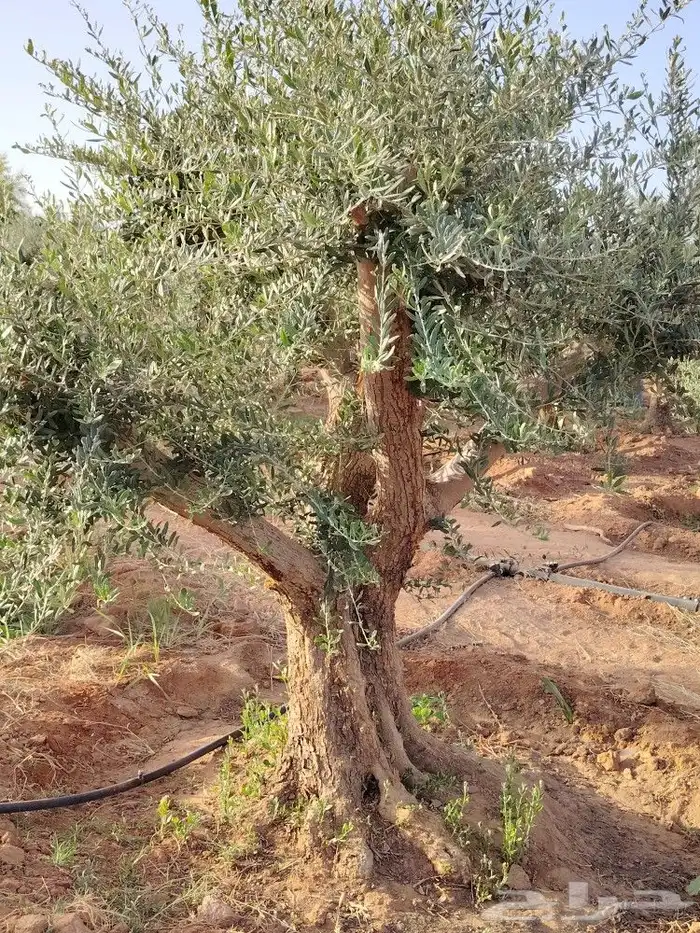 زيتون معمر 1