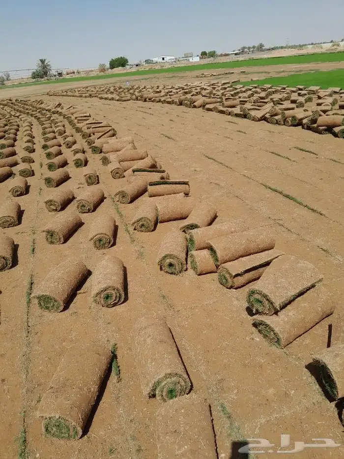 ثيل سي الفين علي الشرط 0