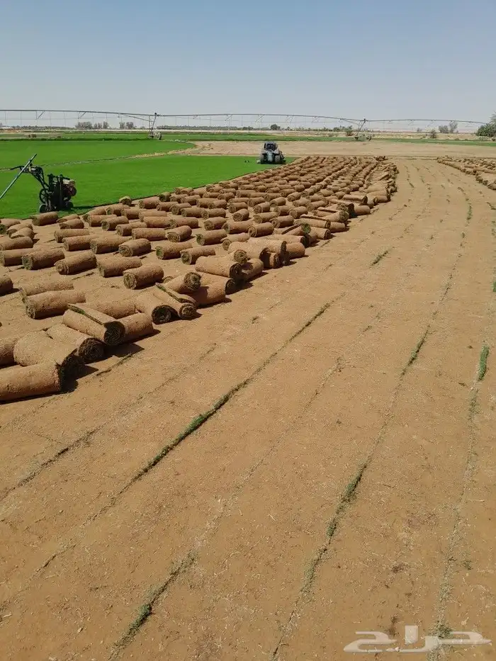 ثيل سي الفين علي الشرط 1