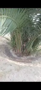 نخل فسائل ونقايل خلاص ملكي 1