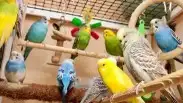 طيور الحب البادجي ازواج وفرايد 4