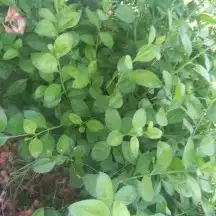 حناء المدينه ورق أو مطحون 8