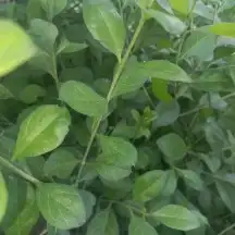 حناء المدينه ورق أو مطحون 9