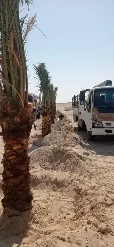 نخل فسائل ونقايل خلاص ملكي 6
