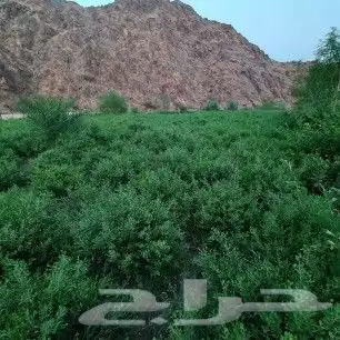 حناء المدينه ورق أو مطحون 5