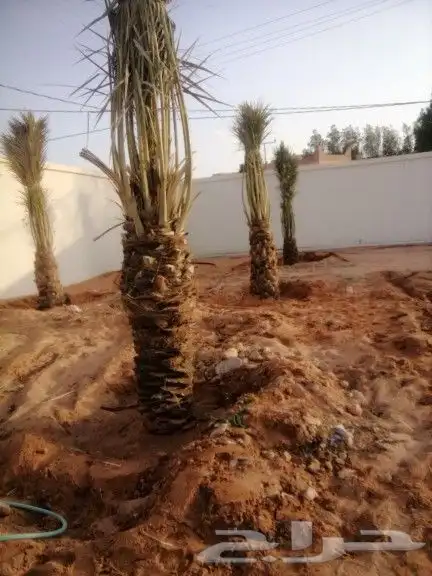 زراعه نخيل 3