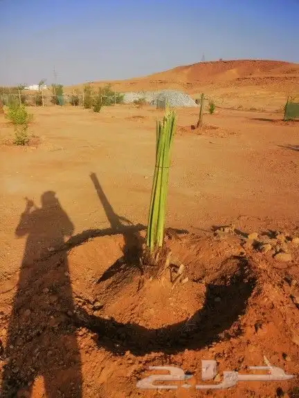 زراعه نخيل 1
