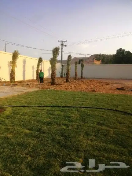 زراعه نخيل 2