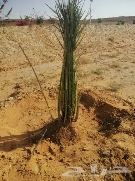 زراعه نخيل 0