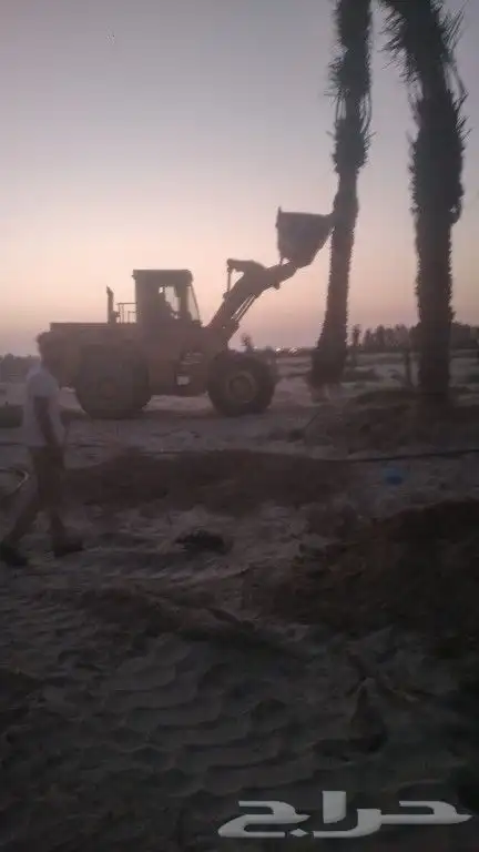 نخل خلاص مقاسات طويله 1