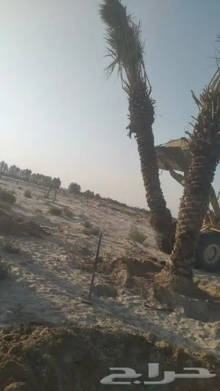 نخل خلاص مقاسات طويله 2