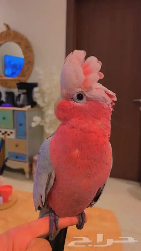 ببغاء كوكاتو قالا كبتن كلام متكلم على اليد قمه ف الولافه 0