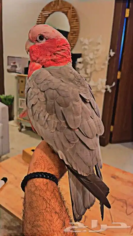 ببغاء كوكاتو قالا كبتن كلام متكلم على اليد قمه ف الولافه 6