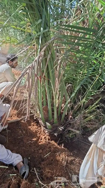 يوجد نخل صقعي ومجدول للبيع 4