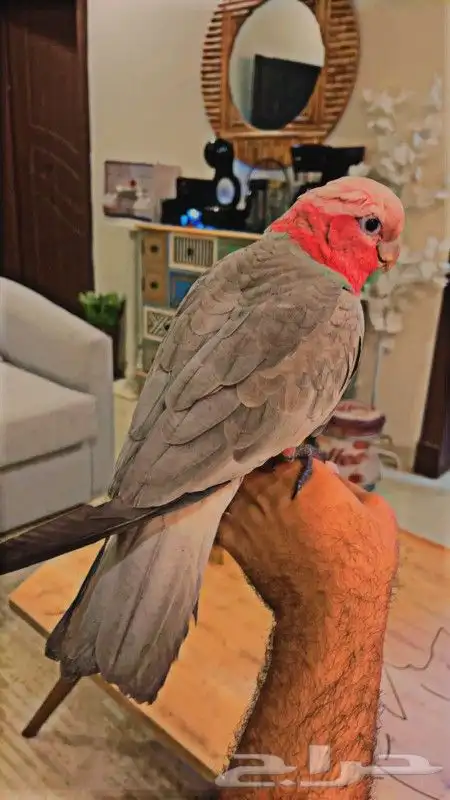 ببغاء كوكاتو قالا كبتن كلام متكلم على اليد قمه ف الولافه 4