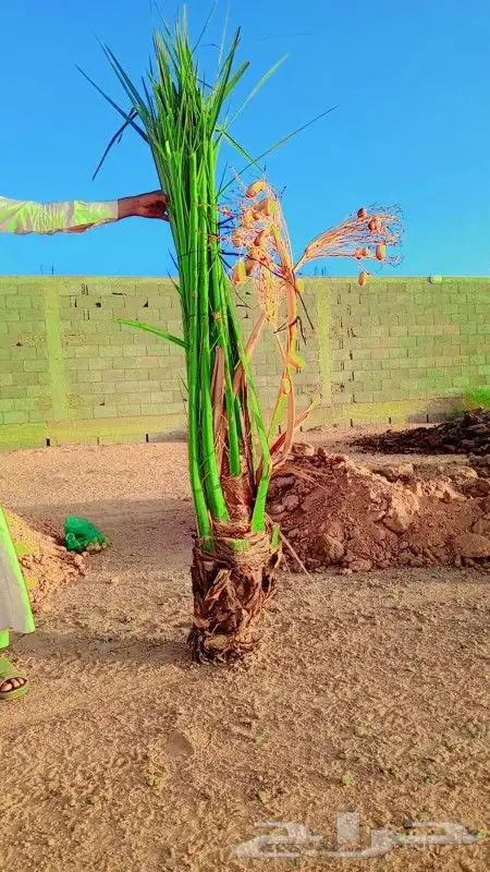 يوجد نخل صقعي ومجدول للبيع 5