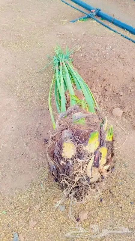 يوجد نخل صقعي ومجدول للبيع 0