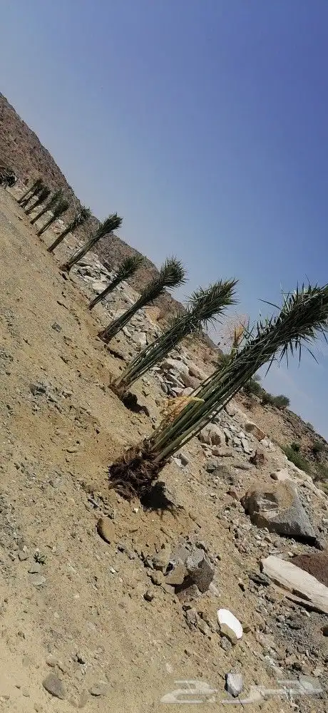يوجدلديناجميع النواع النخيل المثمرة بجميع انواعها 3