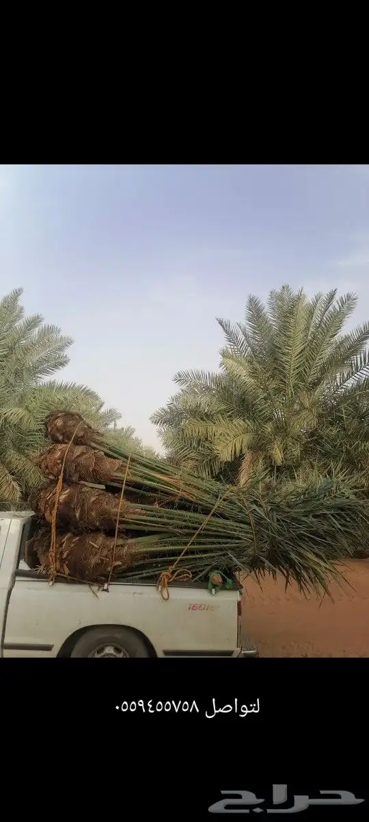 يوجدلديناجميع النواع النخيل المثمرة بجميع انواعها 2