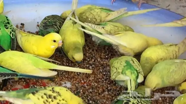 طيور الحب البادجي ازواج وفرايد 1