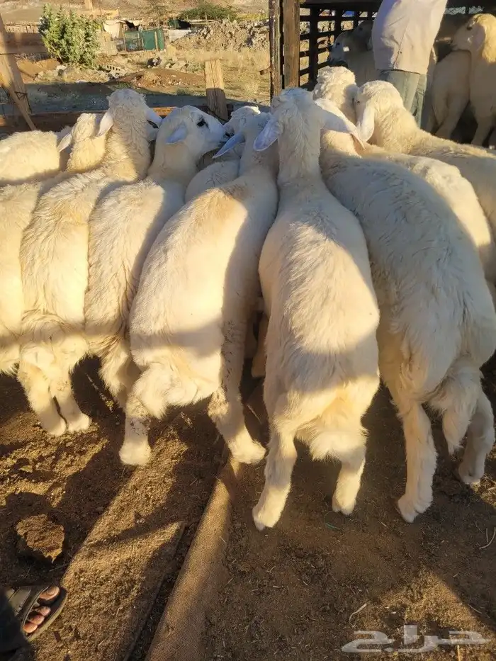 حريات فاخره لباب بيتك خرفان سواكني مربى 0