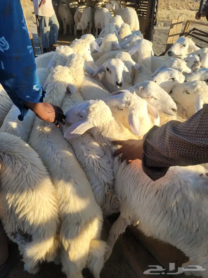 حريات فاخره لباب بيتك خرفان سواكني مربى 1