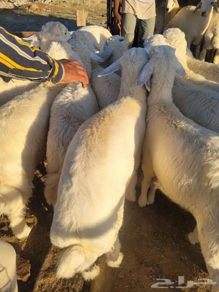 حريات فاخره لباب بيتك خرفان سواكني مربى 2