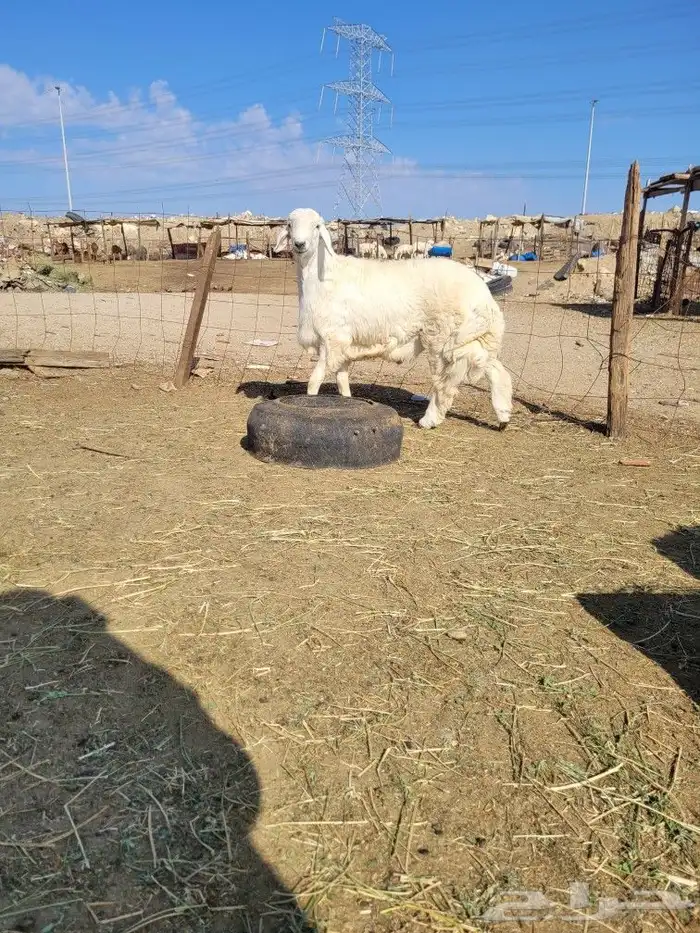 حريات فاخره لباب بيتك خرفان سواكني مربى 10