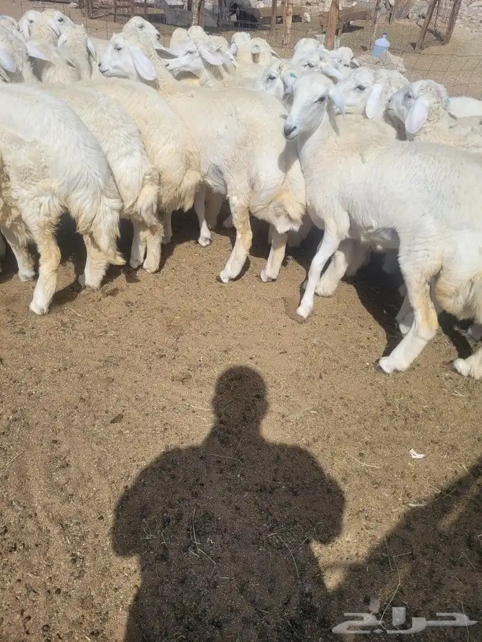 حريات فاخره لباب بيتك خرفان سواكني مربى 9