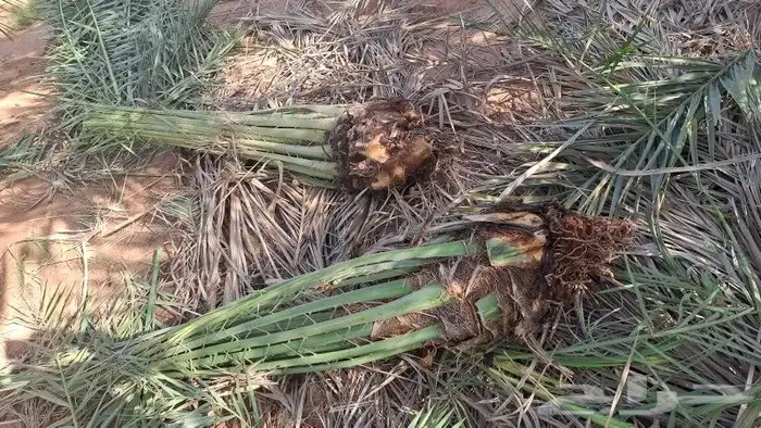 يوجد نخل صقعي ومجدول للبيع 3