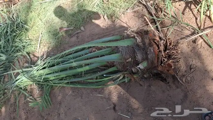 يوجد نخل صقعي ومجدول للبيع 1