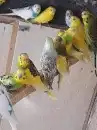 طيور الحب البادجي ازواج وفرايد 3
