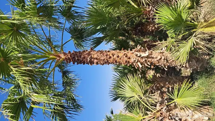 نخل واشنطن زينه أمريكي للبيع 0